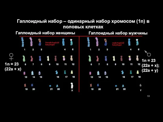 Гаплоидный набор – одинарный набор хромосом (1n) в половых клетках