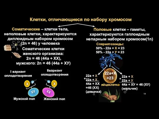 Клетки, отличающиеся по набору хромосом Половые клетки – гаметы, характеризуются