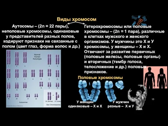 Виды хромосом Аутосомы – (2n = 22 пары), неполовые хромосомы,