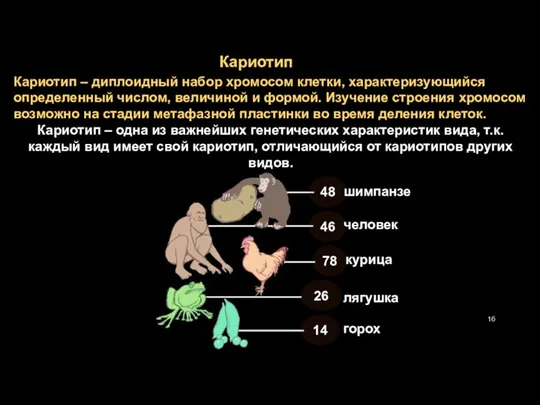 Кариотип – диплоидный набор хромосом клетки, характеризующийся определенный числом, величиной