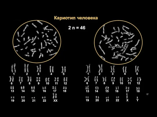 Кариотип человека 2 n = 46