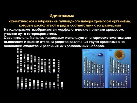 Идиограмма схематическое изображение гаплоидного набора хромосом организма, которые располагают в