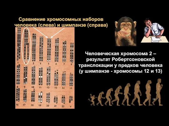 Человеческая хромосома 2 – результат Робертсоновской транслокации у предков человека