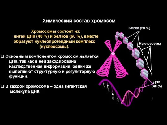 Химический состав хромосом Хромосомы состоят из: нитей ДНК (40 %)