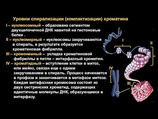 I II ІІІ IV Уровни спирализации (компактизации) хроматина I –