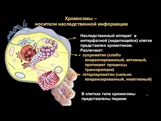 Хромосомы – носители наследственной информации Наследственный аппарат в интерфазной (неделящейся)