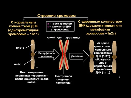 Строение хромосом С нормальным количеством ДНК (однохроматидная хромосома – 1n1c)