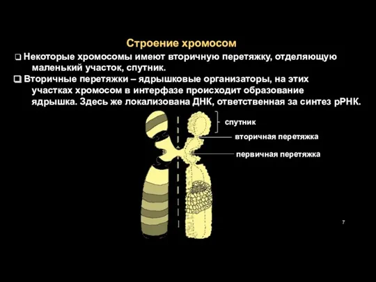 Строение хромосом Некоторые хромосомы имеют вторичную перетяжку, отделяющую маленький участок,