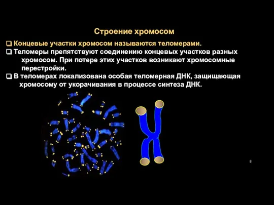 Строение хромосом Концевые участки хромосом называются теломерами. Теломеры препятствуют соединению
