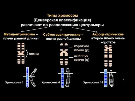 Типы хромосом (Денверская классификация) различают по расположению центромеры короткое плечо