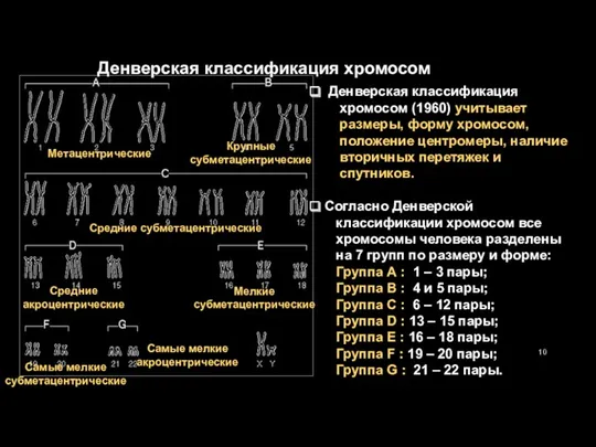 Метацентрические Крупные субметацентрические Средние субметацентрические Средние акроцентрические Мелкие субметацентрические Самые