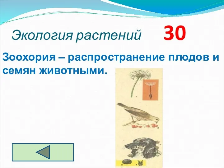 Экология растений 30 Зоохория – распространение плодов и семян животными.