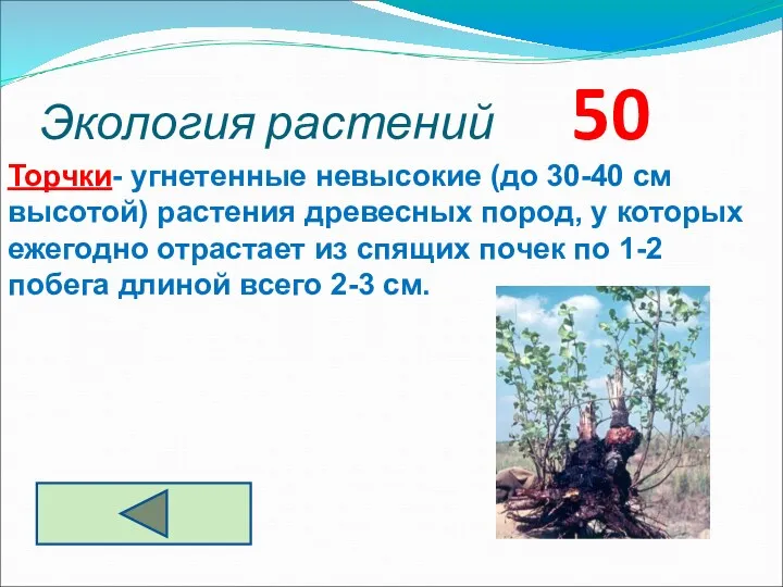 Экология растений 50 Торчки- угнетенные невысокие (до 30-40 см высотой) растения древесных пород,