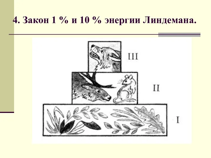 4. Закон 1 % и 10 % энергии Линдемана.