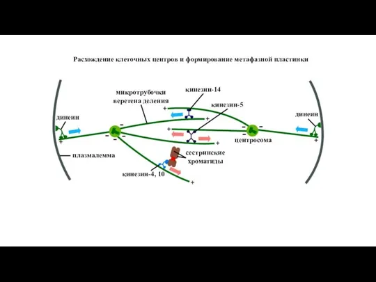 Расхождение клеточных центров и формирование метафазной пластинки динеин динеин микротрубочки