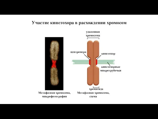 Участие кинетохора в расхождении хромосом удвоенная хромосома кинетохор кинетохорные микротрубочки