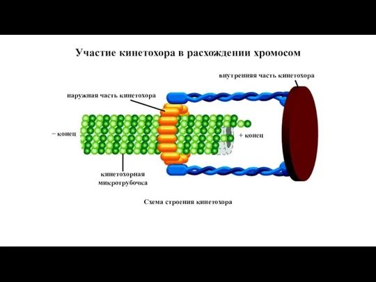Участие кинетохора в расхождении хромосом внутренняя часть кинетохора + конец