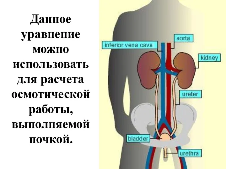 Данное уравнение можно использовать для расчета осмотической работы, выполняемой почкой.