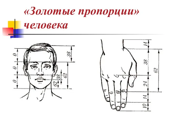 «Золотые пропорции» человека