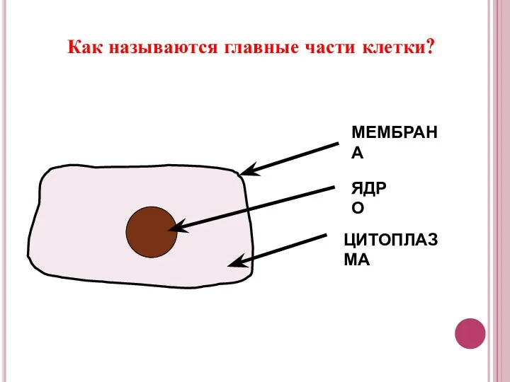 Как называются главные части клетки? МЕМБРАНА ЯДРО ЦИТОПЛАЗМА