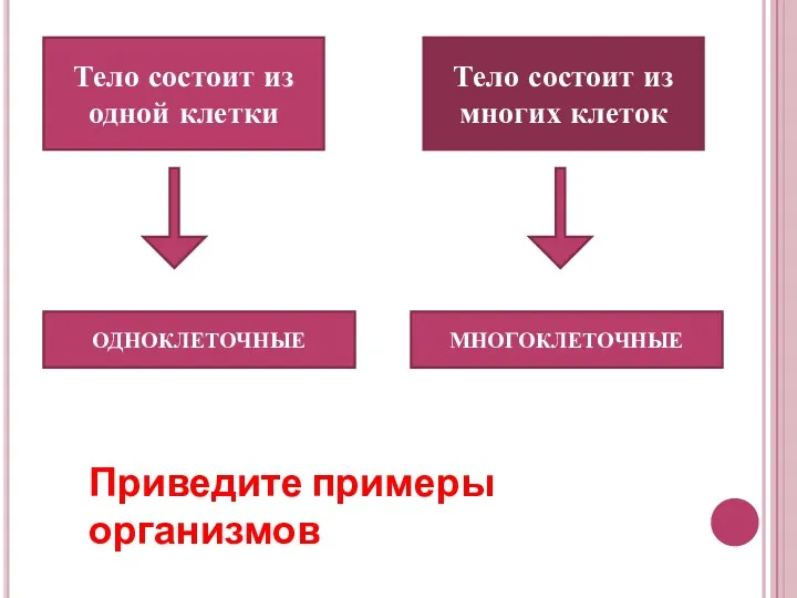 Тело состоит из одной клетки Тело состоит из многих клеток ОДНОКЛЕТОЧНЫЕ МНОГОКЛЕТОЧНЫЕ Приведите примеры организмов