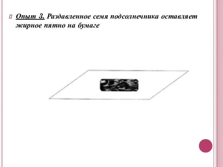 Опыт 3. Раздавленное семя подсолнечника оставляет жирное пятно на бумаге