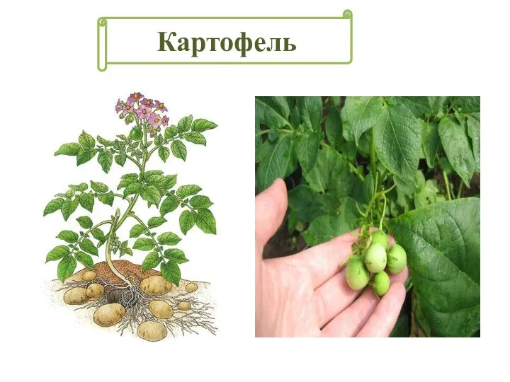 Картофель