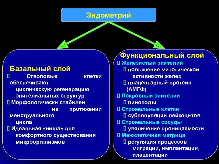 Эндометрий Базальный слой Стволовые клетки обеспечивают циклическую регенерацию эпителиальных структур