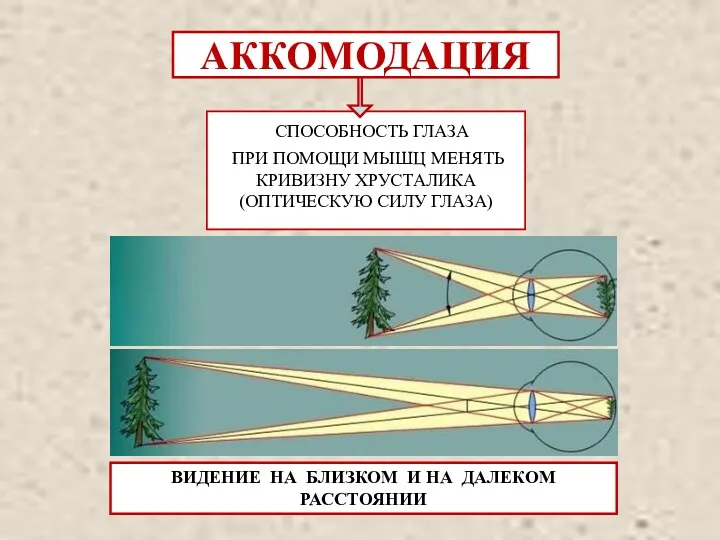 АККОМОДАЦИЯ СПОСОБНОСТЬ ГЛАЗА ПРИ ПОМОЩИ МЫШЦ МЕНЯТЬ КРИВИЗНУ ХРУСТАЛИКА (ОПТИЧЕСКУЮ