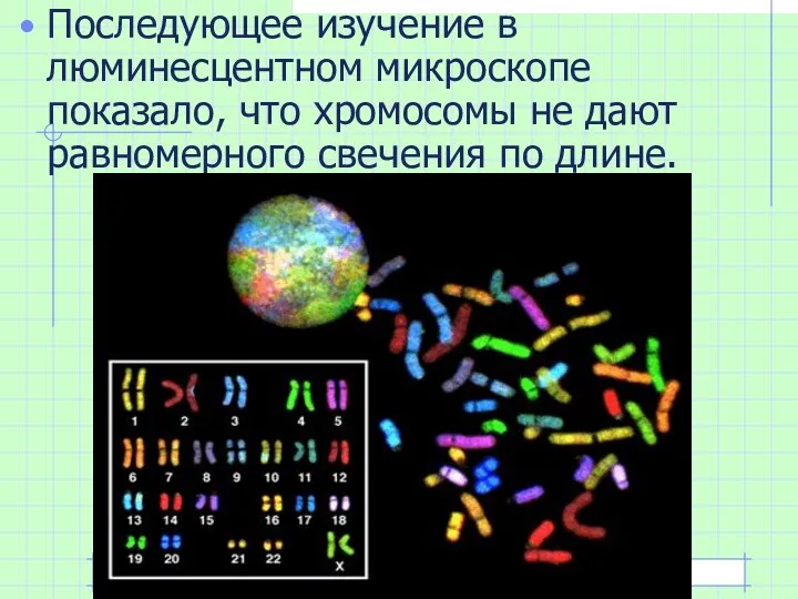 Последующее изучение в люминесцентном микроскопе показало, что хромосомы не дают равномерного свечения по длине.