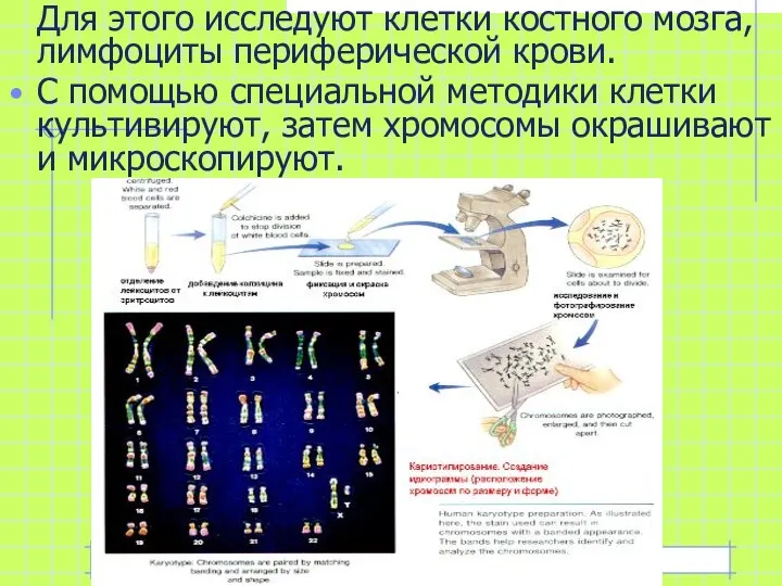 Для этого исследуют клетки костного мозга, лимфоциты периферической крови. С