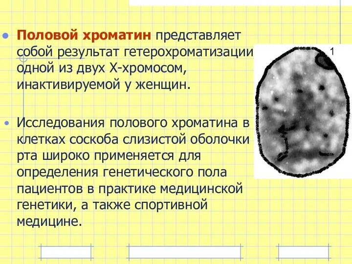 Половой хроматин представляет собой результат гетерохроматизации одной из двух Х-хромосом,