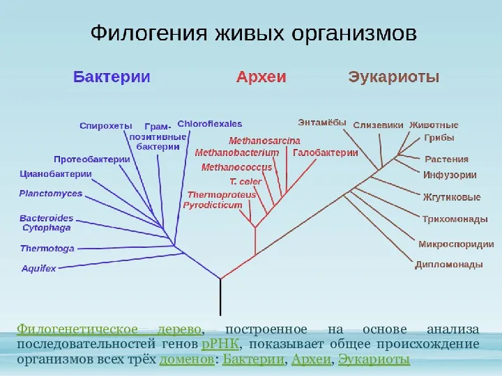 Филогенетическое дерево, построенное на основе анализа последовательностей генов рРНК, показывает