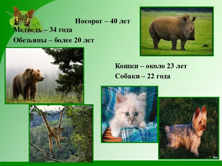 Носорог – 40 лет Медведь – 34 года Обезьяны –