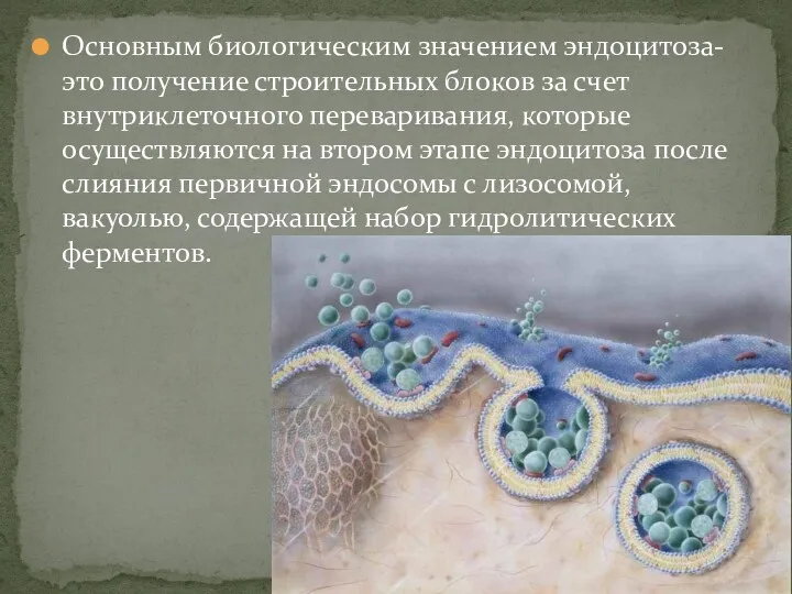 Основным биологическим значением эндоцитоза- это получение строительных блоков за счет