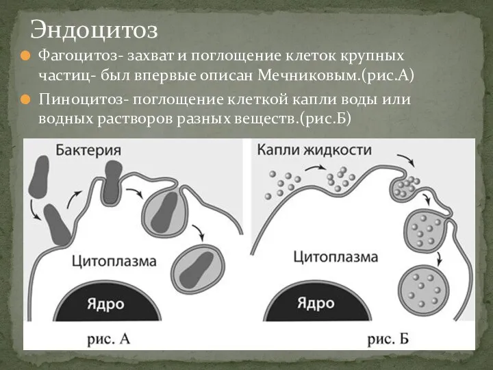 Фагоцитоз- захват и поглощение клеток крупных частиц- был впервые описан