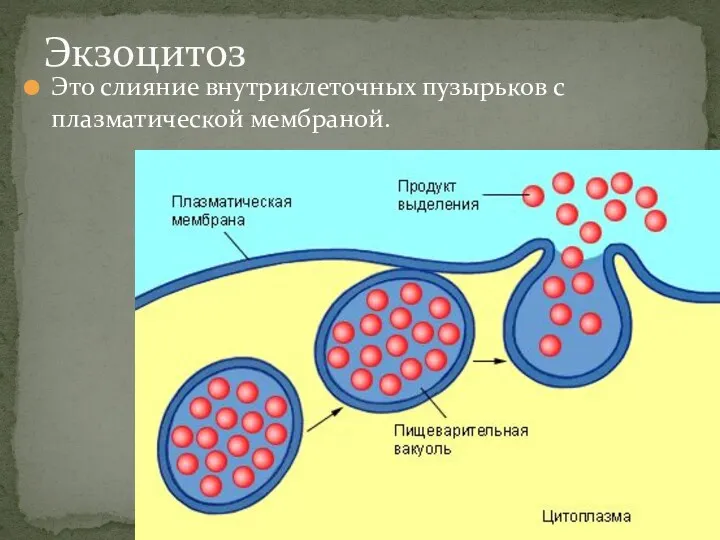 Это слияние внутриклеточных пузырьков с плазматической мембраной. Экзоцитоз