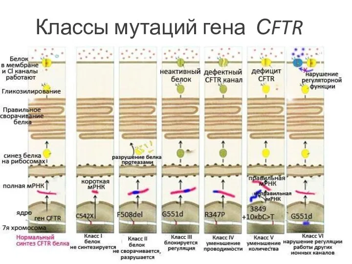 Классы мутаций гена СFTR