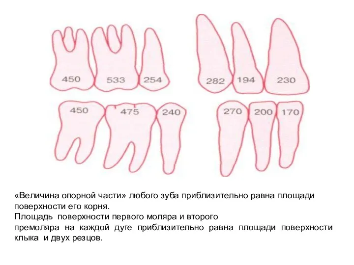 «Величина опорной части» любого зуба приблизительно равна площади поверхности его