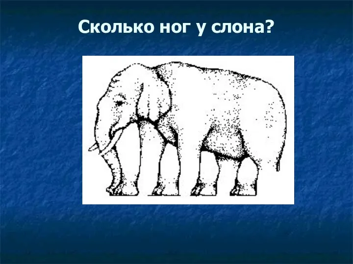 Сколько ног у слона?