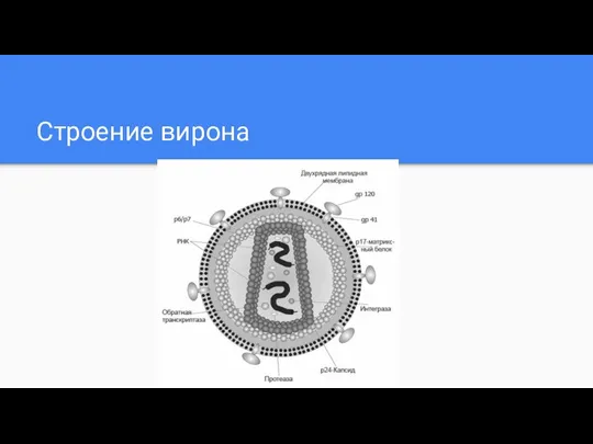 Строение вирона