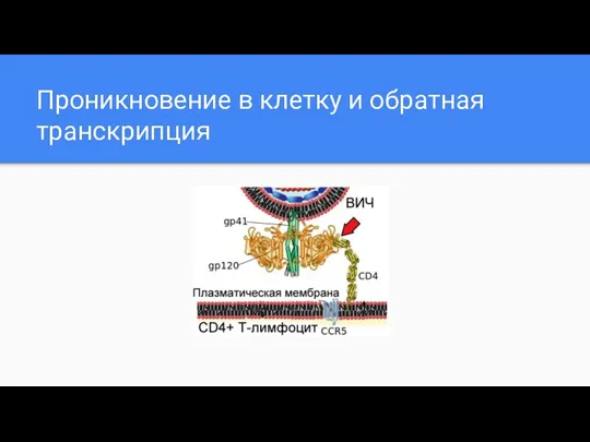 Проникновение в клетку и обратная транскрипция