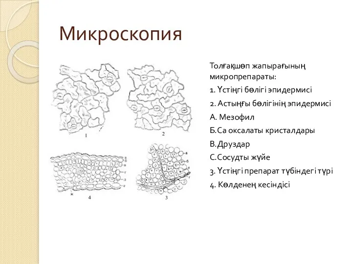 Микроскопия Толғақшөп жапырағының микропрепараты: 1. Үстіңгі бөлігі эпидермисі 2. Астыңғы