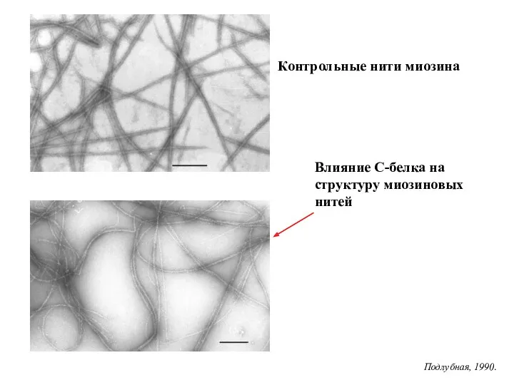 Влияние С-белка на структуру миозиновых нитей Контрольные нити миозина Подлубная, 1990.