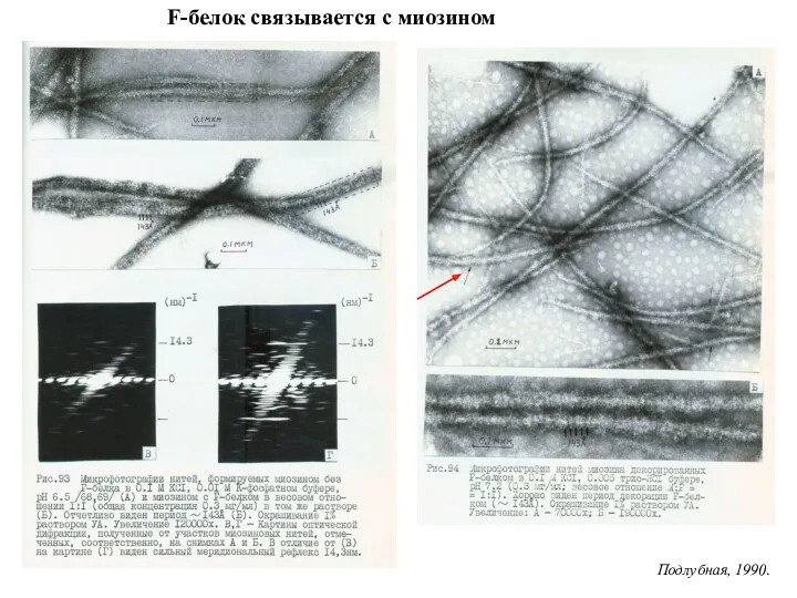 F-белок связывается с миозином Подлубная, 1990.