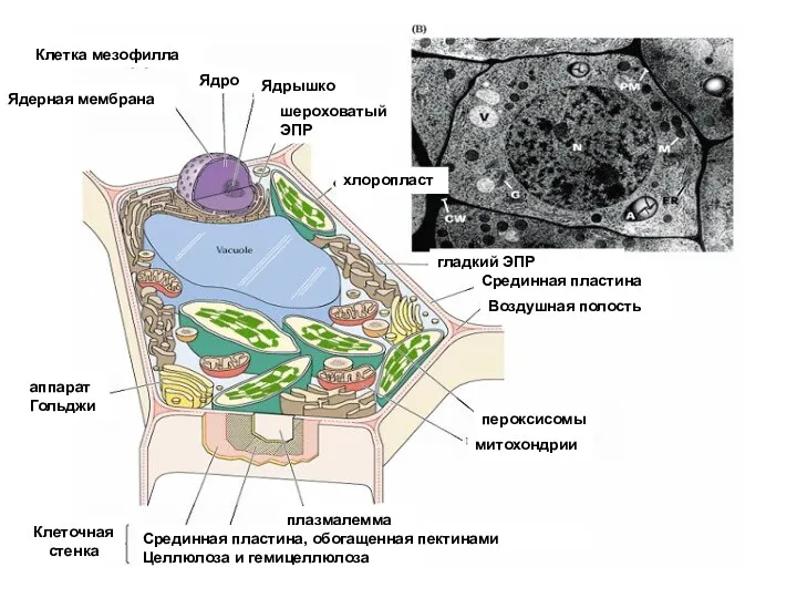 митохондрии плазмалемма пероксисомы аппарат Гольджи хлоропласт Ядерная мембрана Клетка мезофилла