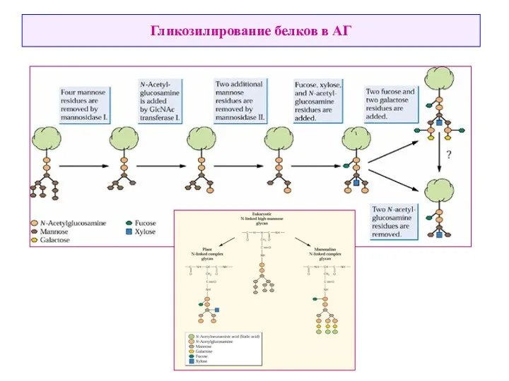 Гликозилирование белков в АГ