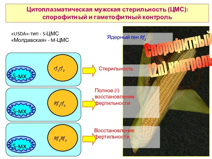 Цитоплазматическая мужская стерильность (ЦМС): спорофитный и гаметофитный контроль Стерильность Полное