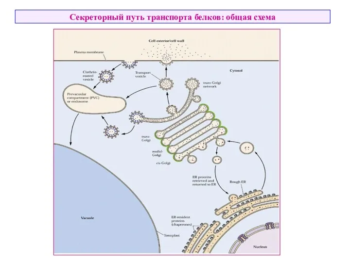 Секреторный путь транспорта белков: общая схема