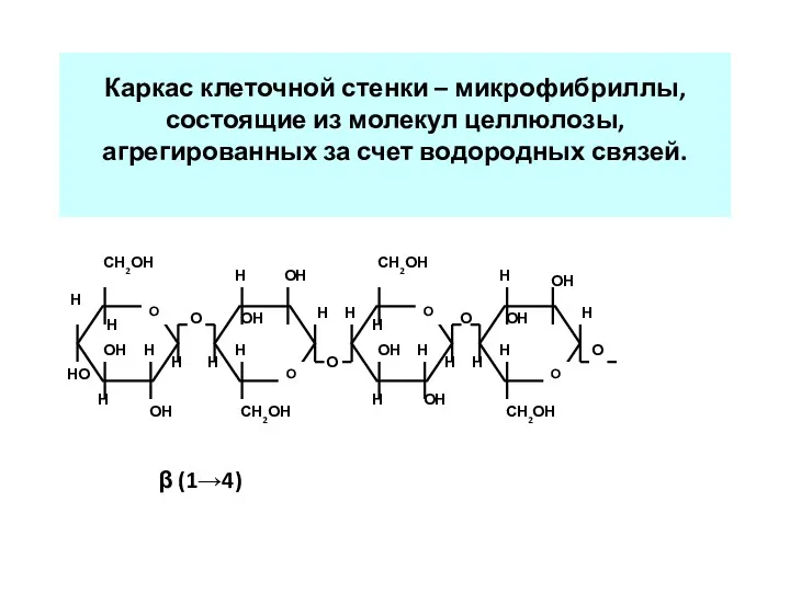 Каркас клеточной стенки – микрофибриллы, состоящие из молекул целлюлозы, агрегированных